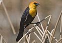 Xanthocephalus xanthocephalus